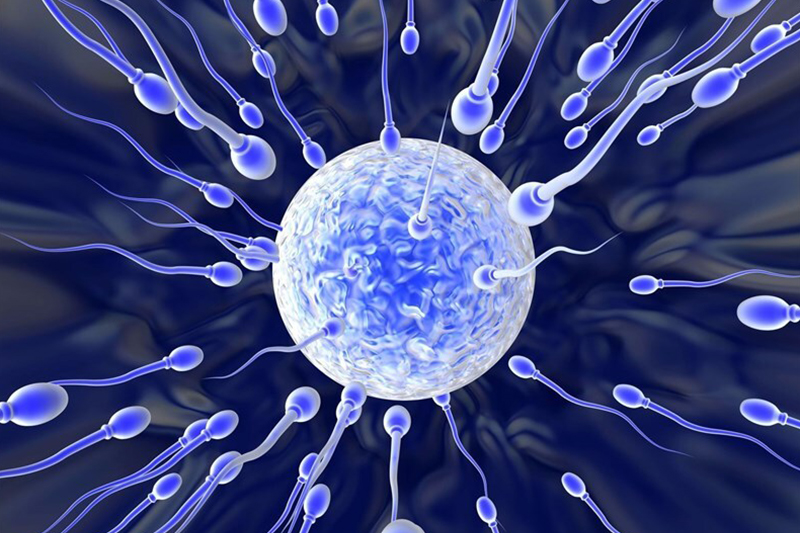 Fertility Enhancers